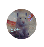 ハムスター☆みるくプリンの日常（個別スタンプ：13）