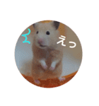 ハムスター☆みるくプリンの日常（個別スタンプ：16）