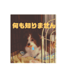 パピヨン あげは（個別スタンプ：4）