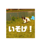 パピヨン あげは（個別スタンプ：5）