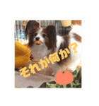 パピヨン あげは（個別スタンプ：7）