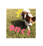 パピヨン あげは（個別スタンプ：8）