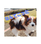 パピヨン あげは（個別スタンプ：9）