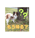 パピヨン あげは（個別スタンプ：10）