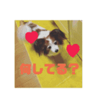 パピヨン あげは（個別スタンプ：11）