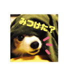 パピヨン あげは（個別スタンプ：12）