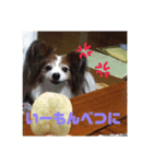 パピヨン あげは（個別スタンプ：14）