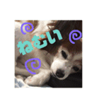 パピヨン あげは（個別スタンプ：16）