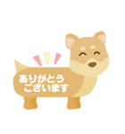 柴犬のご挨拶（個別スタンプ：8）