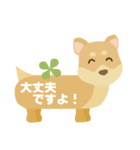 柴犬のご挨拶（個別スタンプ：11）