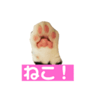 これがねこだ（個別スタンプ：1）