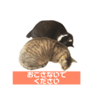 これがねこだ（個別スタンプ：2）