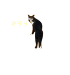 これがねこだ（個別スタンプ：3）