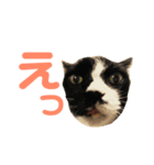 これがねこだ（個別スタンプ：5）