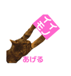 これがねこだ（個別スタンプ：7）