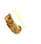 これがねこだ（個別スタンプ：8）