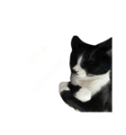 これがねこだ（個別スタンプ：9）