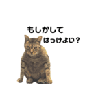 これがねこだ（個別スタンプ：10）