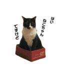 これがねこだ（個別スタンプ：12）