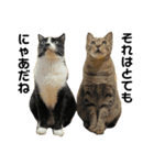 これがねこだ（個別スタンプ：13）