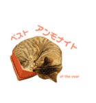 これがねこだ（個別スタンプ：14）