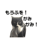 これがねこだ（個別スタンプ：16）