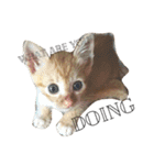 ねこのちゃちゃ（個別スタンプ：4）