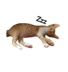 ねこのちゃちゃ（個別スタンプ：5）