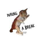 ねこのちゃちゃ（個別スタンプ：13）