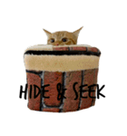 ねこのちゃちゃ（個別スタンプ：15）