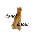 ねこのちゃちゃ（個別スタンプ：16）