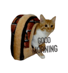 ねこのちゃちゃ（個別スタンプ：17）