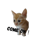 ねこのちゃちゃ（個別スタンプ：18）