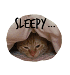 ねこのちゃちゃ（個別スタンプ：21）