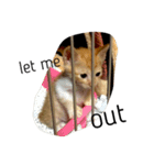ねこのちゃちゃ（個別スタンプ：22）