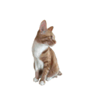ねこのちゃちゃ（個別スタンプ：24）