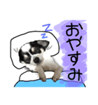 チワワのたぁたん（個別スタンプ：4）