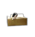 チワワのたぁたん（個別スタンプ：12）
