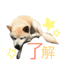 田中 虎太郎（個別スタンプ：6）
