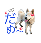 田中 虎太郎（個別スタンプ：8）
