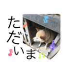 田中 虎太郎（個別スタンプ：12）