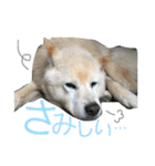 田中 虎太郎（個別スタンプ：21）