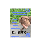 チョコラブ〝レオさん〟の一日 part 2（個別スタンプ：6）