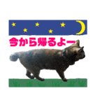 毎日ネコと一緒 2（個別スタンプ：1）