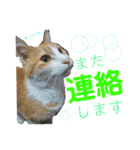 毎日ネコと一緒 2（個別スタンプ：7）