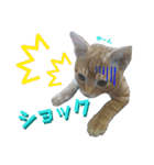 毎日ネコと一緒 2（個別スタンプ：10）