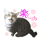 毎日ネコと一緒 2（個別スタンプ：11）
