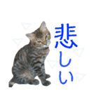 毎日ネコと一緒 2（個別スタンプ：12）