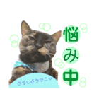 毎日ネコと一緒 2（個別スタンプ：16）
