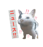 毎日ネコと一緒 2（個別スタンプ：18）